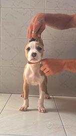 Cucciole di American Pitbull Terrier
