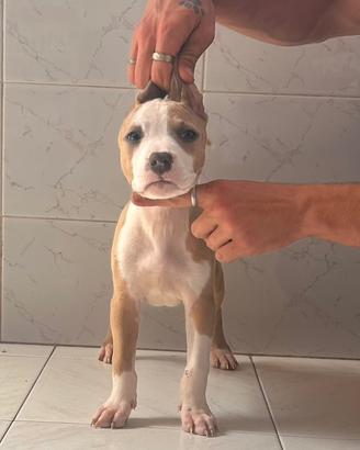 Cucciole di American Pitbull Terrier