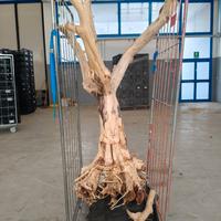 Tronco di Pompelmo Naturale - Scultura d'arredo