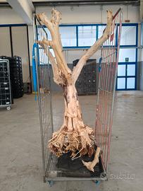 Tronco di Pompelmo Naturale - Scultura d'arredo