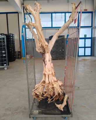 Tronco di Pompelmo Naturale - Scultura d'arredo