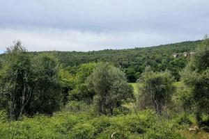 Privato vende terreno e proprieta' boschiva