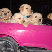 Golden Retriever cuccioli reserve