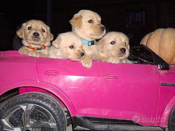 Golden Retriever cuccioli reserve