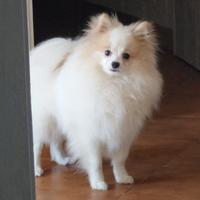 Spitz pomerania