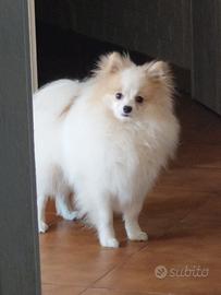 Spitz pomerania