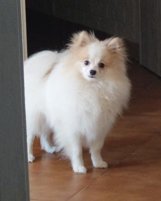 Spitz pomerania
