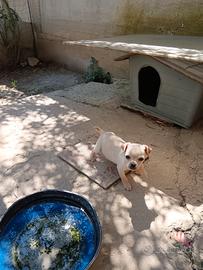 Cucciolo chihuahua