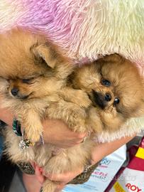 Spitz Pomerania