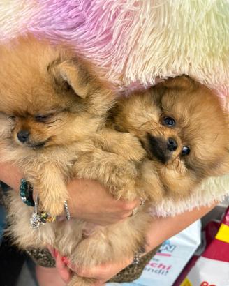 Spitz Pomerania