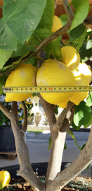 Limoni Grandi