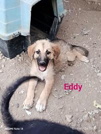 Cane cucciolo in adozione