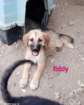 Cane cucciolo in adozione