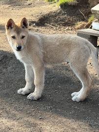 Maschio cane lupo cecoslovacco