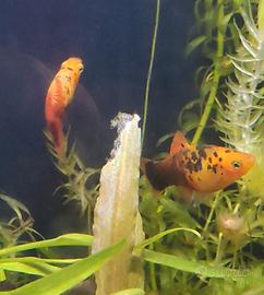 Platy variatus