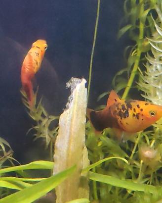 Platy variatus