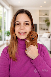 Cucciola Barboncina red