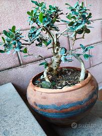 bonsai di ulivo.