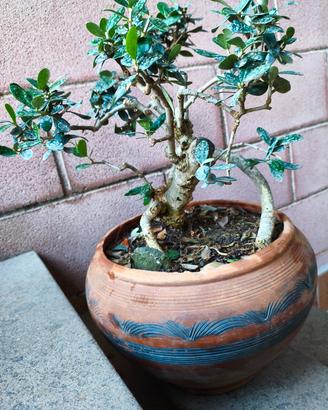 bonsai di ulivo.