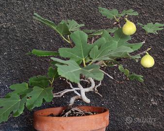 Bonsai Fico