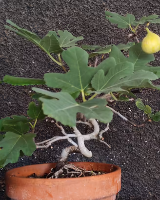 Bonsai Fico
