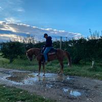 Cavallo paint con documenti