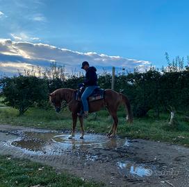 Cavallo paint con documenti