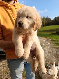 Golden retriever