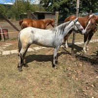 Pony