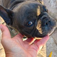 Bulldog francese