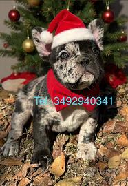 Cuccioli di Bulldog Francese Fluffy
