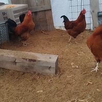 Galli americani Giovani