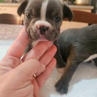 Bulldog francese blu.bianco