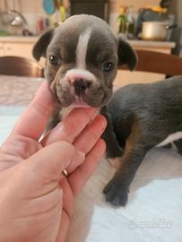 Bulldog francese blu.bianco
