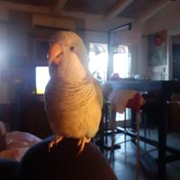 Parrocchetto monaco allevato a mano