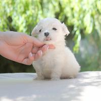Cucciolino di Maltese