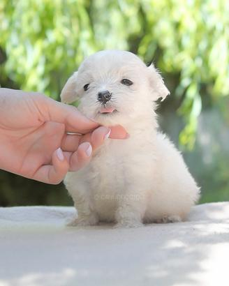 Cucciolino di Maltese