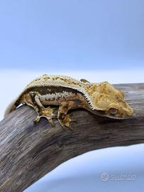 Geco Ciliatus - Quad