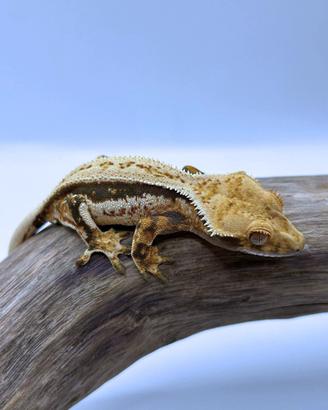 Geco Ciliatus - Quad