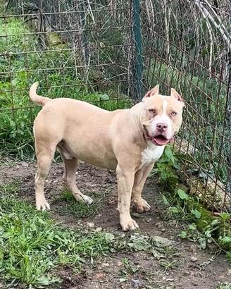 American bully XL
