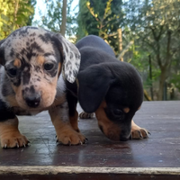 Cuccioli di Bassotto