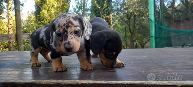 Cuccioli di Bassotto