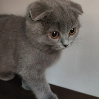 Cuccioli scottish fold e straight