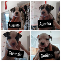 Vendita cuccioli di amstaff