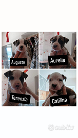 Vendita cuccioli di amstaff