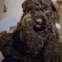 Disponibile ultimi due cuccioli di lagotto r