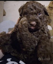 Disponibile ultimi due cuccioli di lagotto r
