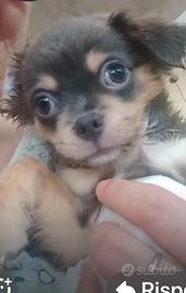 Cuccioli di chihuahua