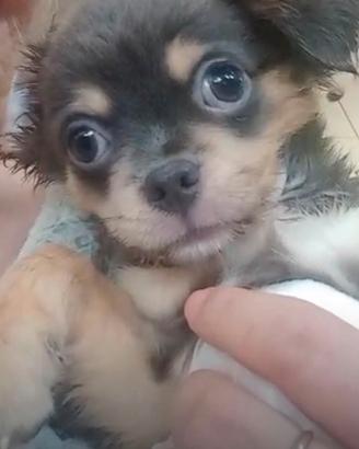 Cuccioli di chihuahua