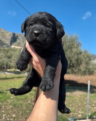 Labrador